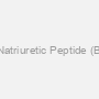 Canine Brain Natriuretic Peptide (BNP) ELISA Kit